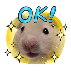 Sunny_20221204182649