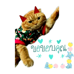 Tiger_20221221152751