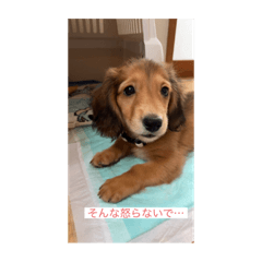 メイとライルの世界その1