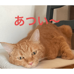 猫は癒しをくれる