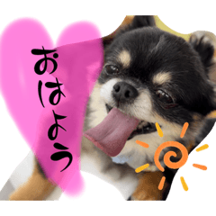 チワワのグンとブラン