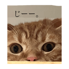 うちの猫の活動内容2