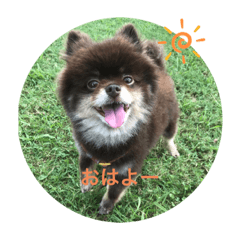 むぎちょこスタンプ☺︎ポメラニアン
