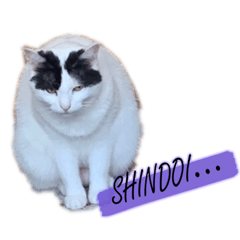 しぇりだりいぶ