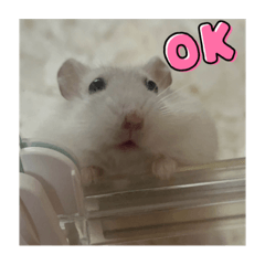 しろちゃんときんちゃん！！