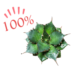 アイ　ラブ　アガベ