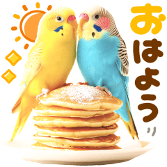 かわいい♡インコ