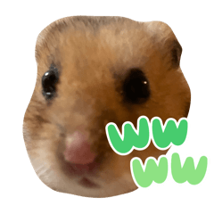 ゴールデンハムスターのチップくん