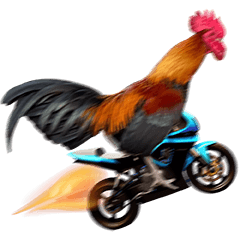 最もクールな鶏！