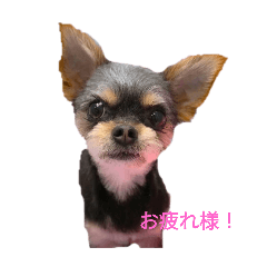 リアンフィルスタンプ