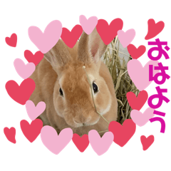 わたしはベルだよ！2