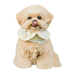 ペキプーboy がんもくん 4 〜文字なし〜