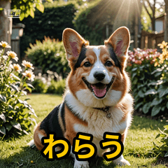 きまぐれコーギー