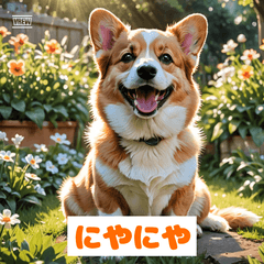 気まぐれコーギーのきもち