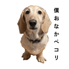 語りたがりの犬