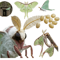 オオミズアオ　実写