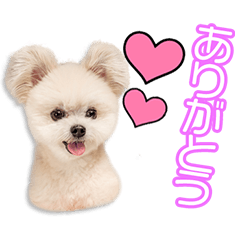 安部家のポコちゃん