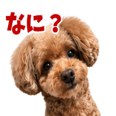 anのゆるトイプードル　2