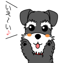 動く！シュナウザーの日常