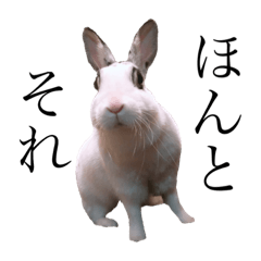 しらすたんぷ2〜拾われうさぎしらす〜