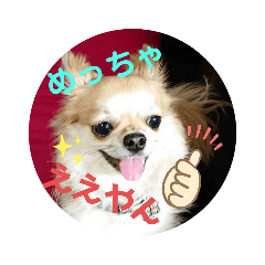 チワワのラズくん4