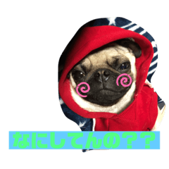 フーちゃんスタンプ…パグ