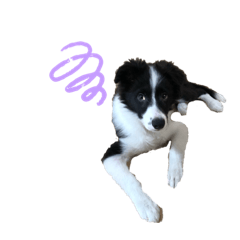 ボーダーコリースタンプ sunny