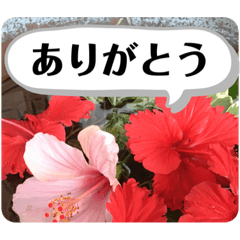 南国の花スタンプ