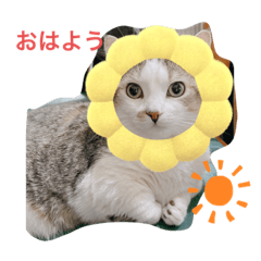 マンチカンのだいふくくんvol.3