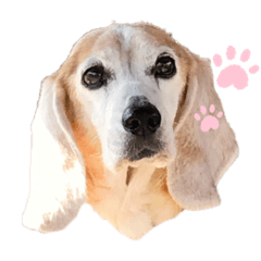 うちのビーグル犬スタンプ