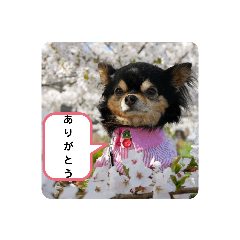 チワワのコロンちゃん