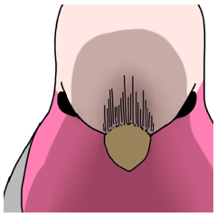 鳥あつかいすたんぷ！