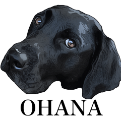 黒ラブハンちゃん