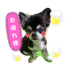 愛犬チェリーちゃん♡