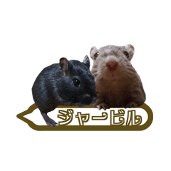 ハムスター。いいえ,砂ネズミです。