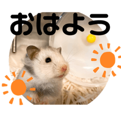 ハムチラすたんぷ1