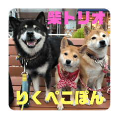 伊藤さん家の柴トリオ