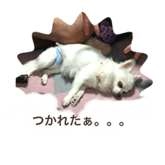 ワンコでっせ！1