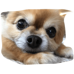 チワワのクッキー