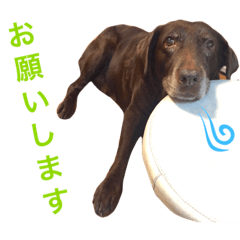 日常会話に使えるチョコラブ