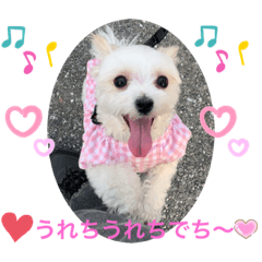 マルチーズ❤️めりるの思い❤️20210411❤️