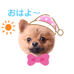 ポメラニアン ポン太
