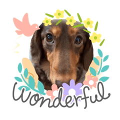 ダックス生活Part1