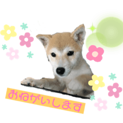 柴犬　その名もふうた