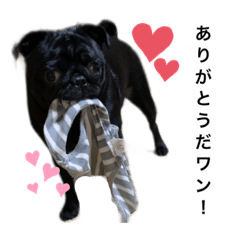 黒パグあいちゃんスタンプ