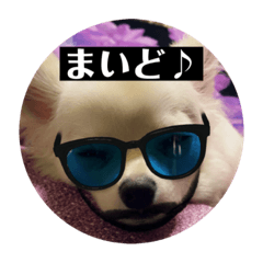 チワワの甘え上手なアゲハ嬢♡❷