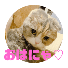 スコティシュのあんずちゃんその2