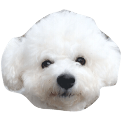 ビションフリーゼのポポ