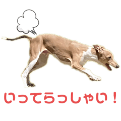 イタグレのルイ君