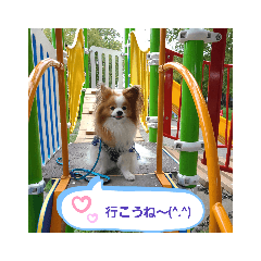 ぱぴぱぴパピヨン35